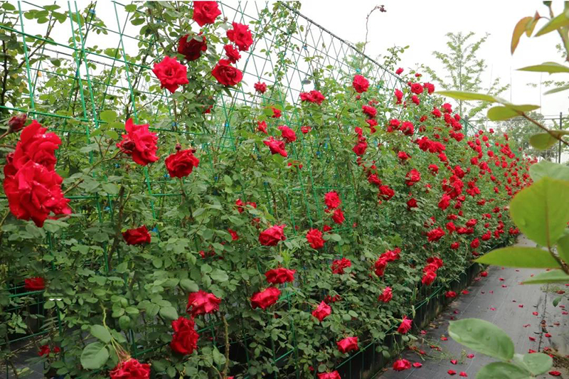 月季花墙月季花养护大全 打造 精美 造型 知乎 月季花墙月季花养护大全 打造 精美 造型 知乎
