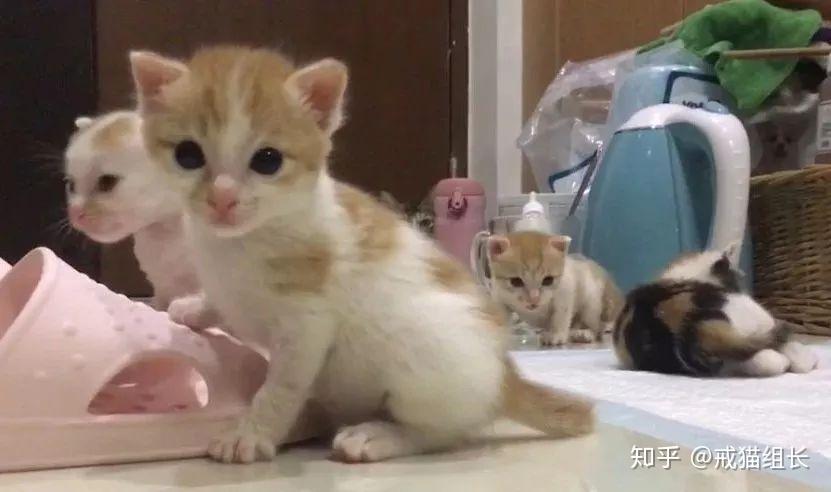 猫咪怎么洗澡容易应激 v2-1730f5ab1f0f3e4d4f8c9e74736a1ea5_r.jpg