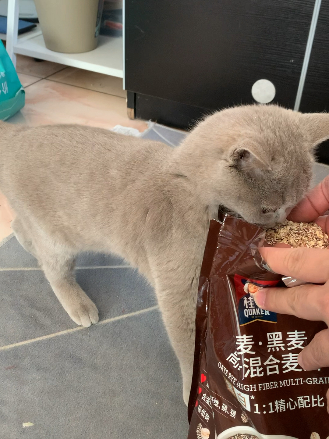 猫吃麦片会怎么样?有哪些好处和禁忌,铲屎官必学