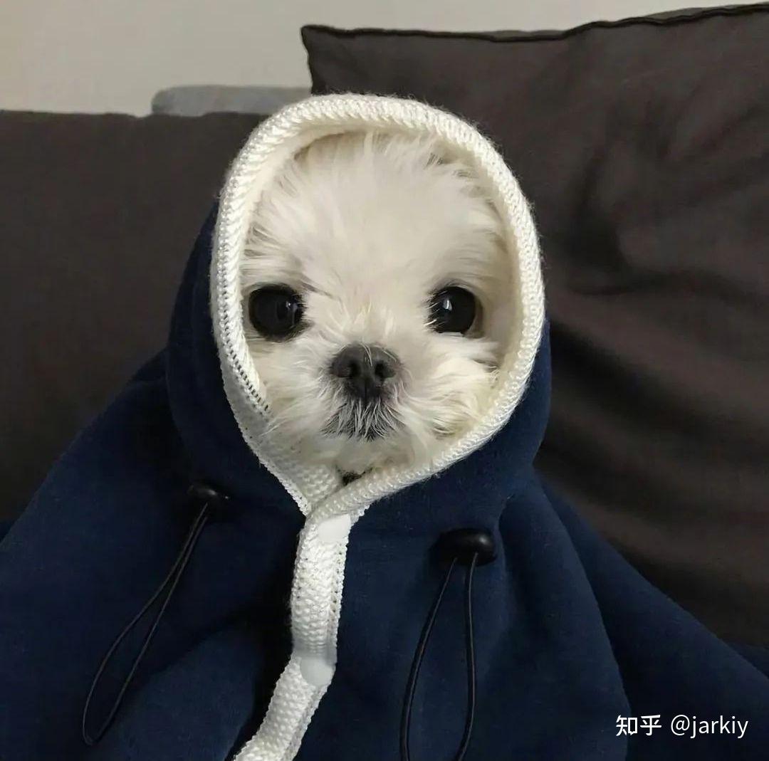 有没有单身狗一个人用的头像给我来一打不行,我要缓缓.刺激! - 知乎