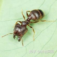 常见的蚁类 知乎