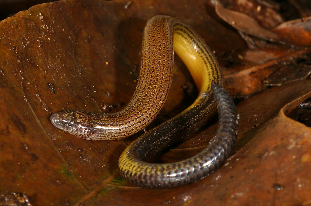 蛇形石龙子ophioscincus truncatus,分布于澳洲,四肢已经退化成了四个