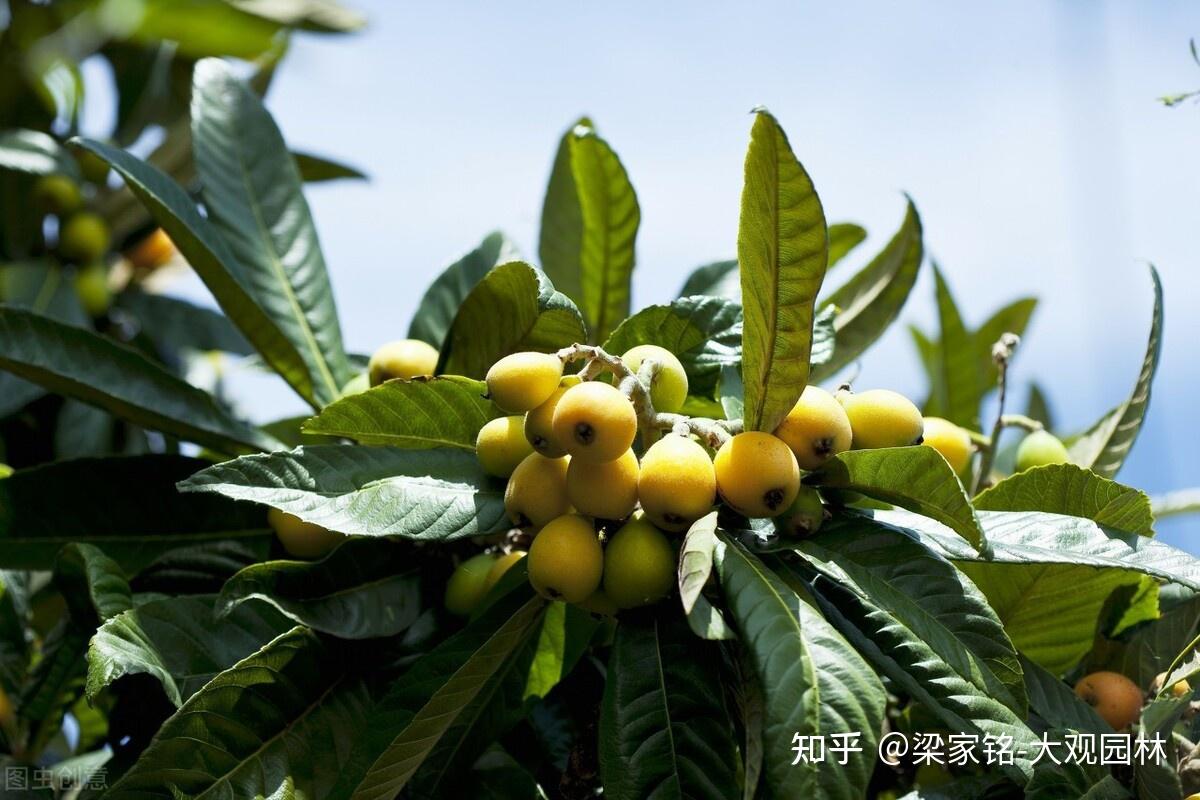 园林中如何种植枇杷树？ - 知乎