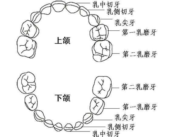 牙齒生長順序圖對照看看