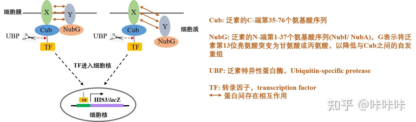 知识分享—酵母杂交技术原理及应用 - 知乎