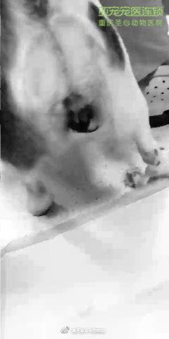 狗狗会传染的性病肿瘤 Tvt 知乎