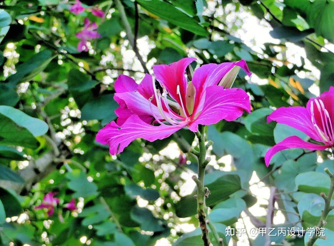 分享|南方常见园林植物合集 - 知乎
