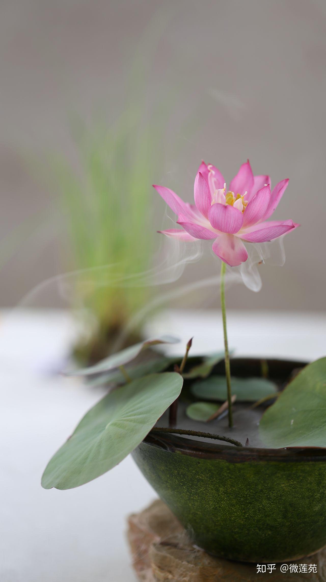 微型碗莲可以用多大的容器养