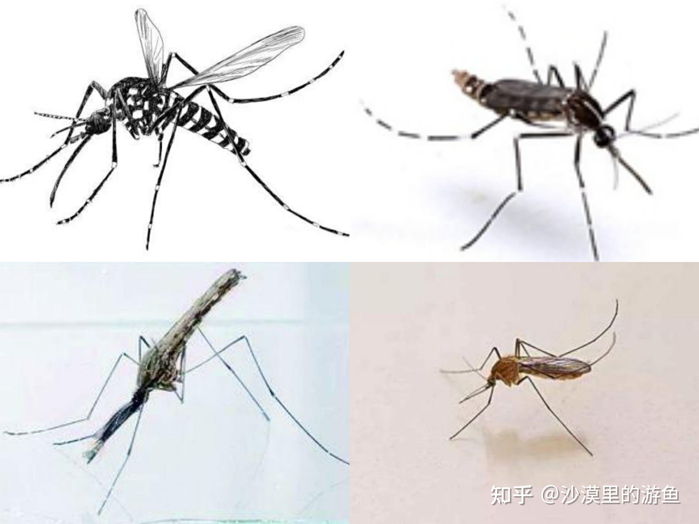 蚊子十个鲜为人知的知识，看完更加了解蚊子（撑死自己的蚊子）_探秘志