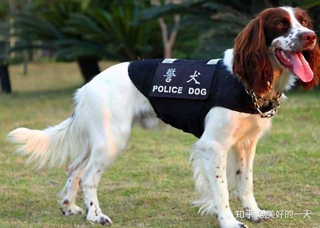 这5种人气爆棚的工作犬有你喜欢的吗