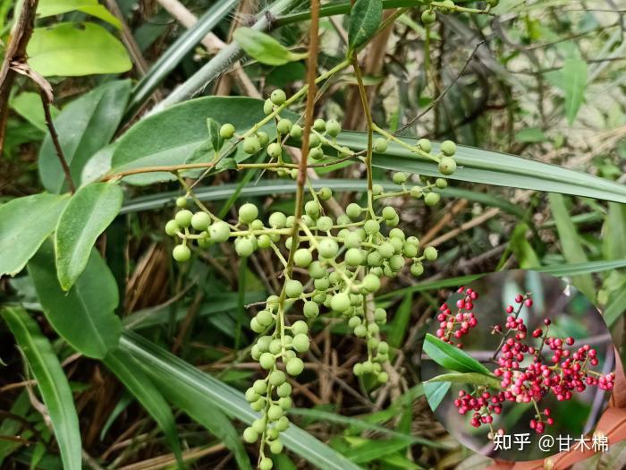 儿时的你吃过哪些野果?来看看以下70种野果你认识几种 - 知乎