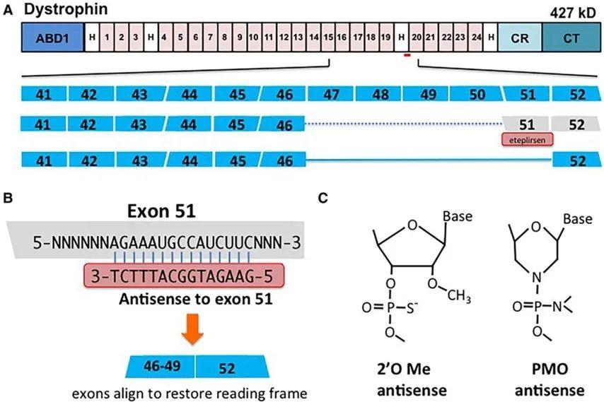 核苷酸,用於治療duchenne肌營養不良症(duchenne muscular dystrophy