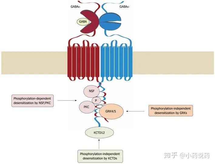 受体,因为它包含两个7个跨膜域蛋白:一个是gaba结合的gabab1亚单位,一
