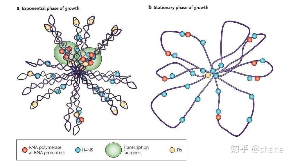 原核生物基因组中有DNA蛋白质复合物吗?