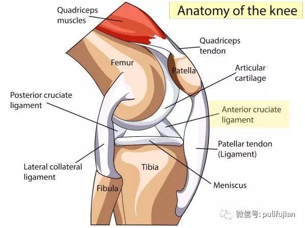 Acl损伤多久恢复 膝关节acl是什么意思 Acl损伤的原因