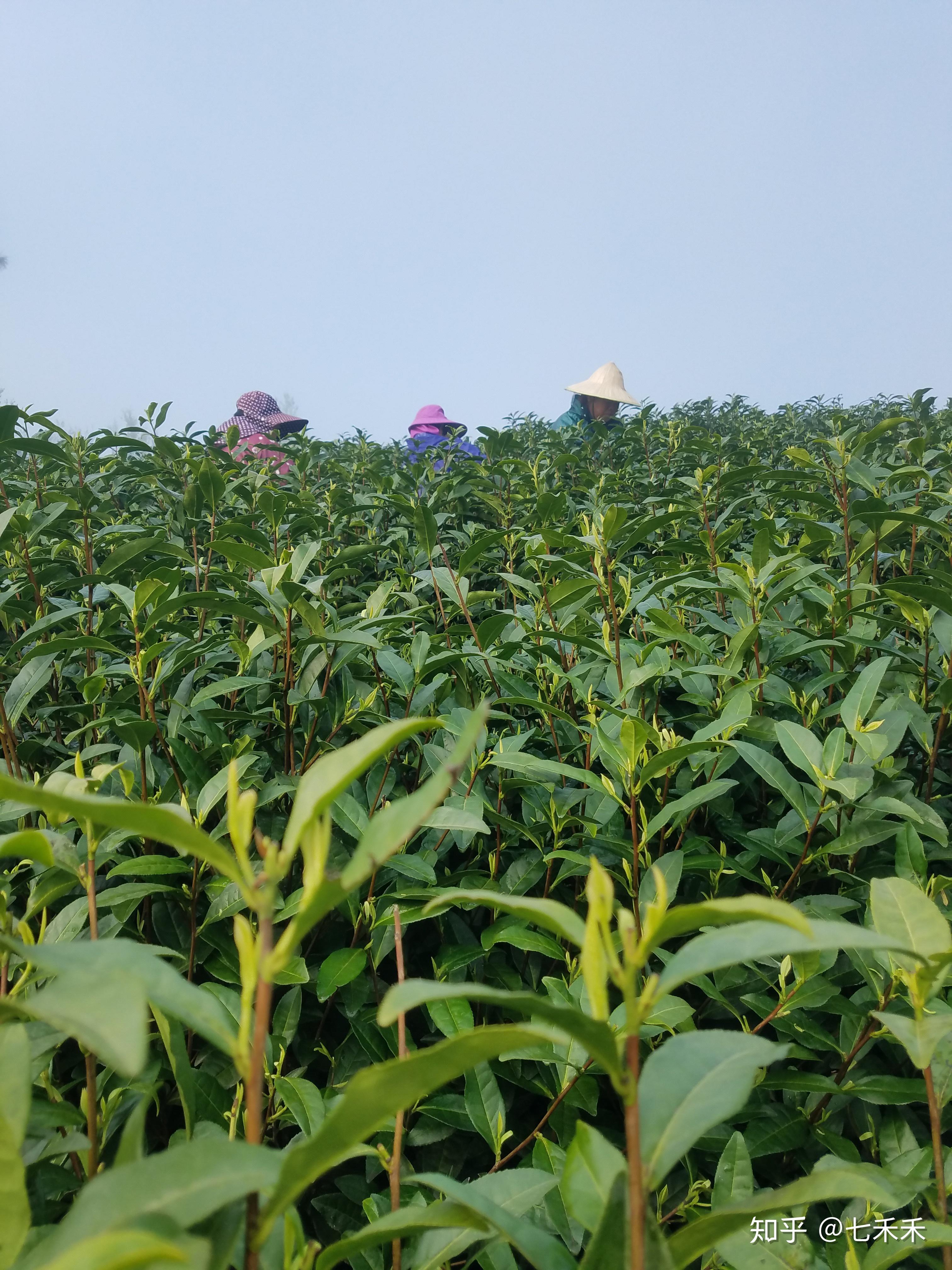 安吉白茶是绿茶