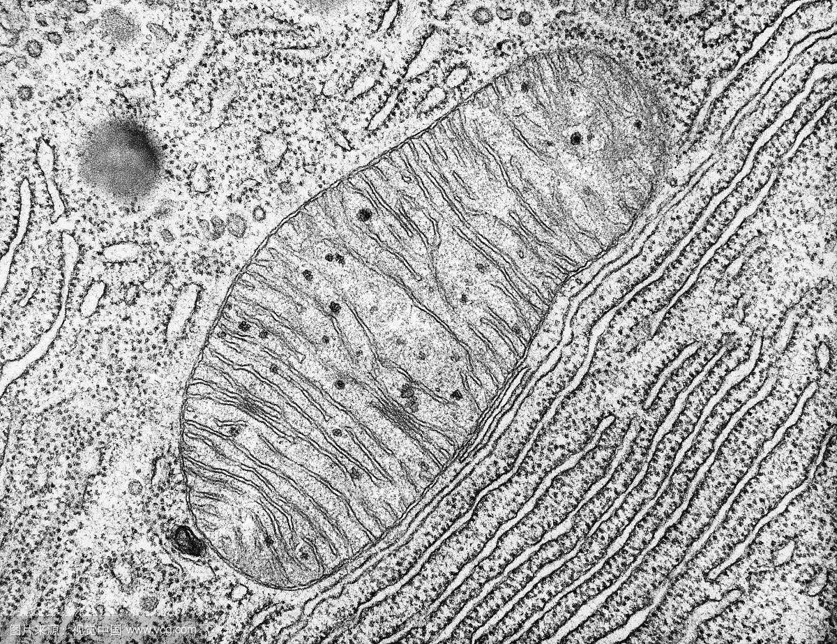 染色体的故事——线粒体dna 知乎 