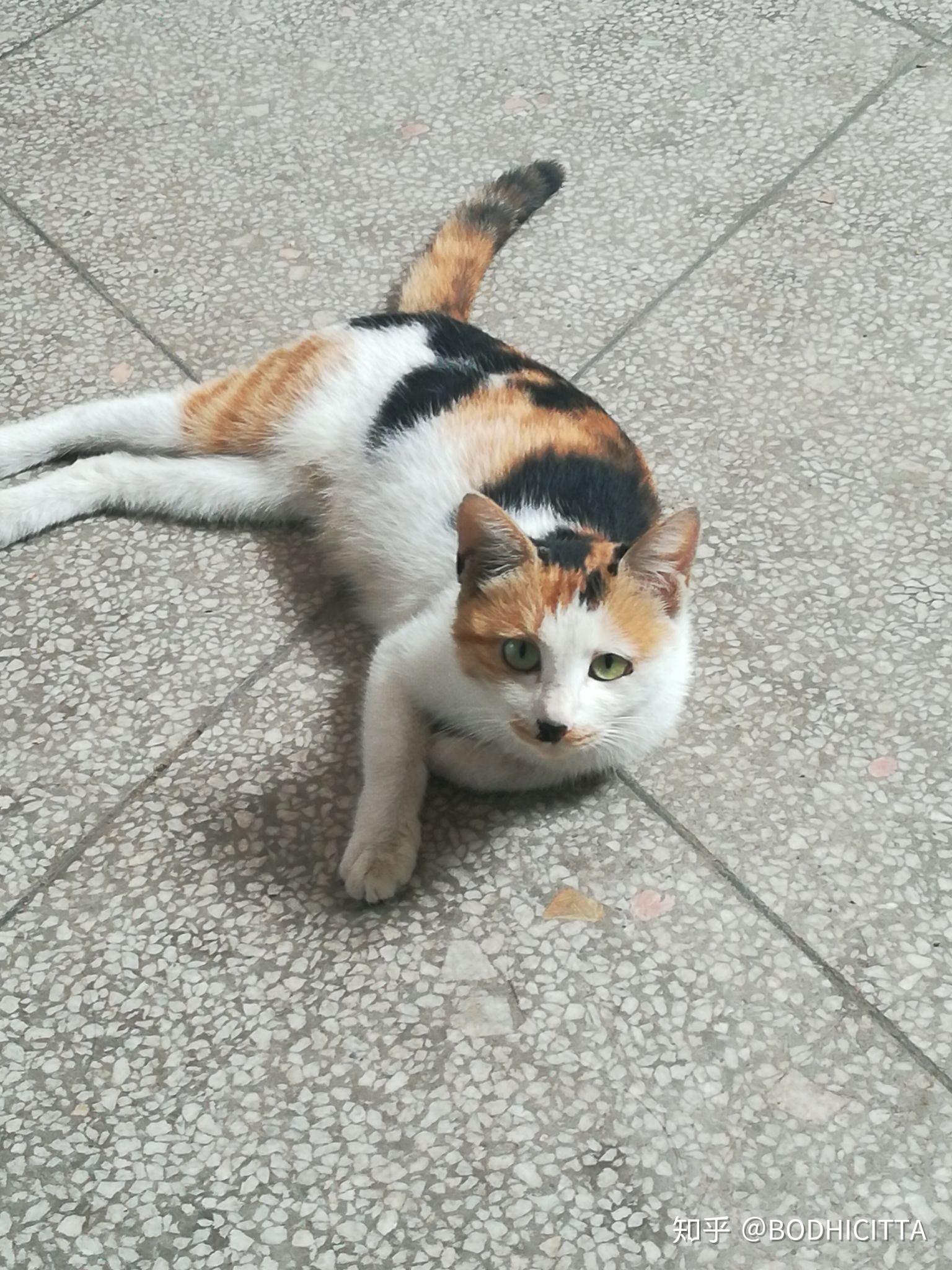 我这只猫是三花公猫吗