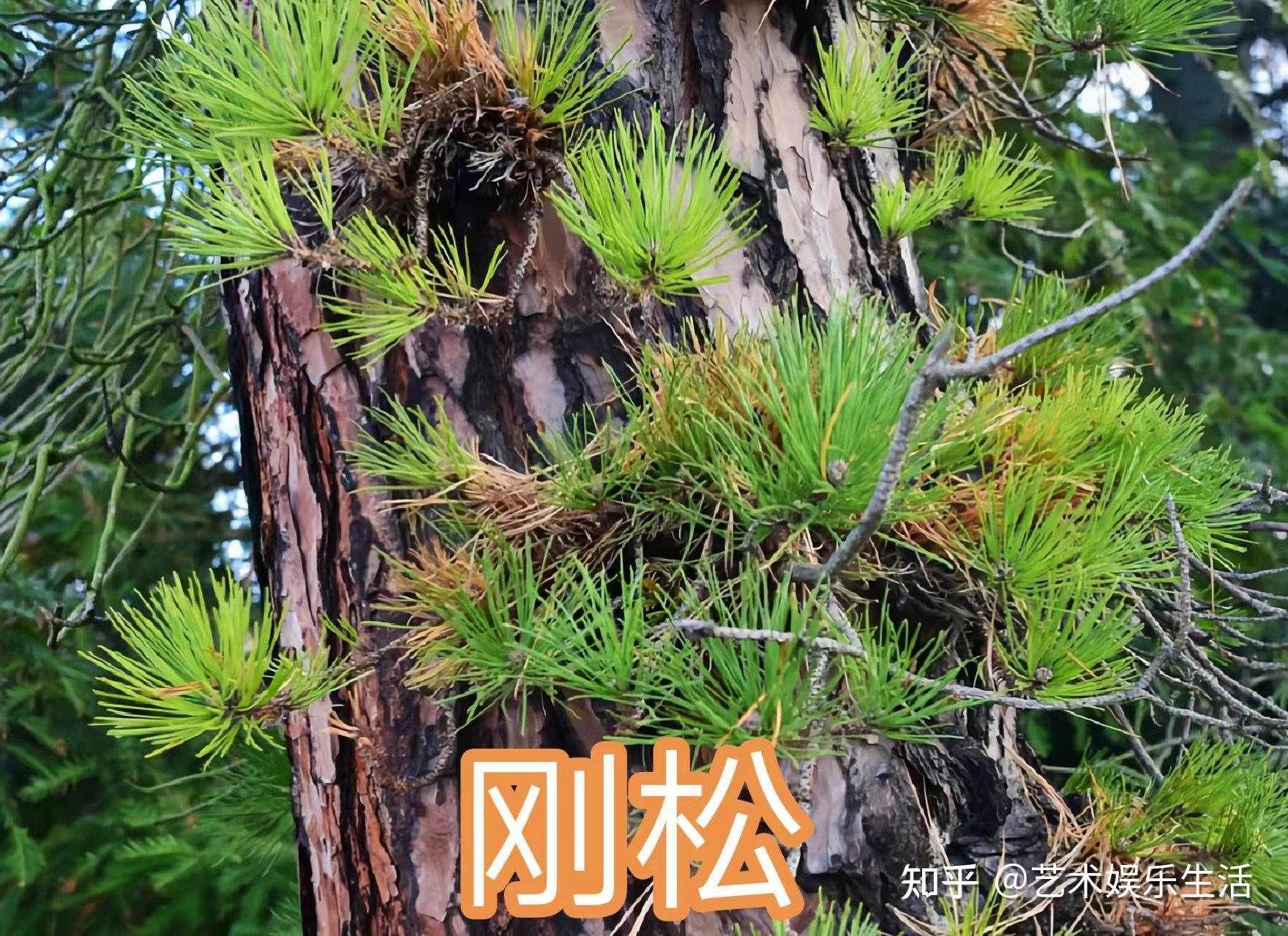 215种松科植物,最长寿的狐尾松已经活了4800岁 - 知乎