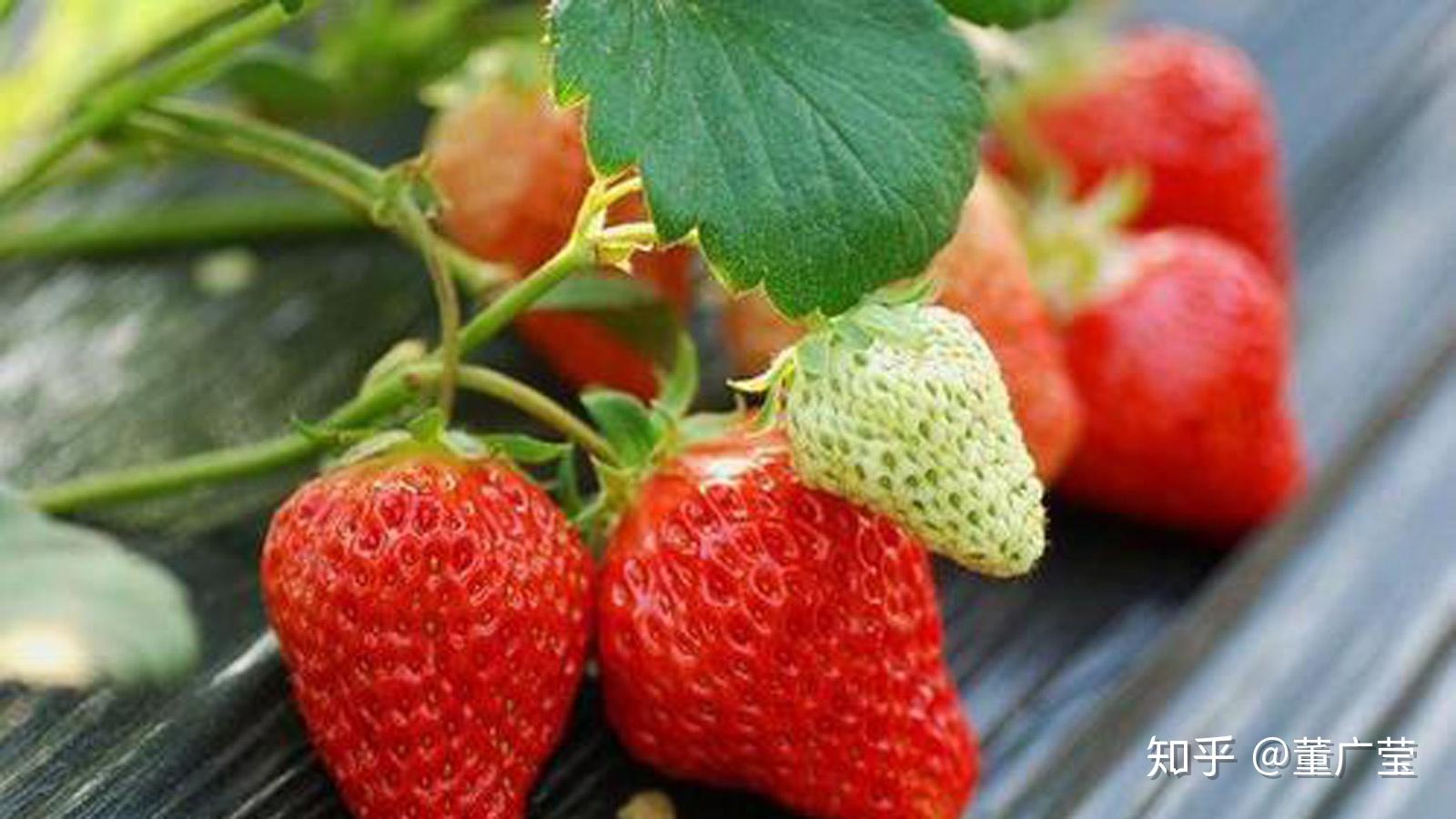 【草莓技术篇】最全草莓品种介绍！作为莓农的你怎么能不知道？_栽培