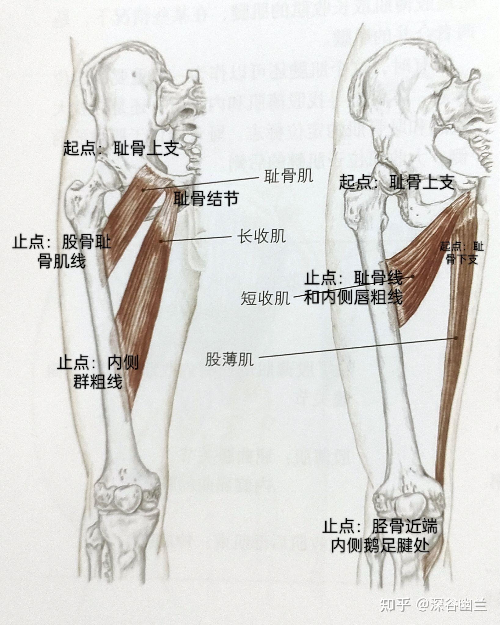 缝匠肌屈髋屈膝图片