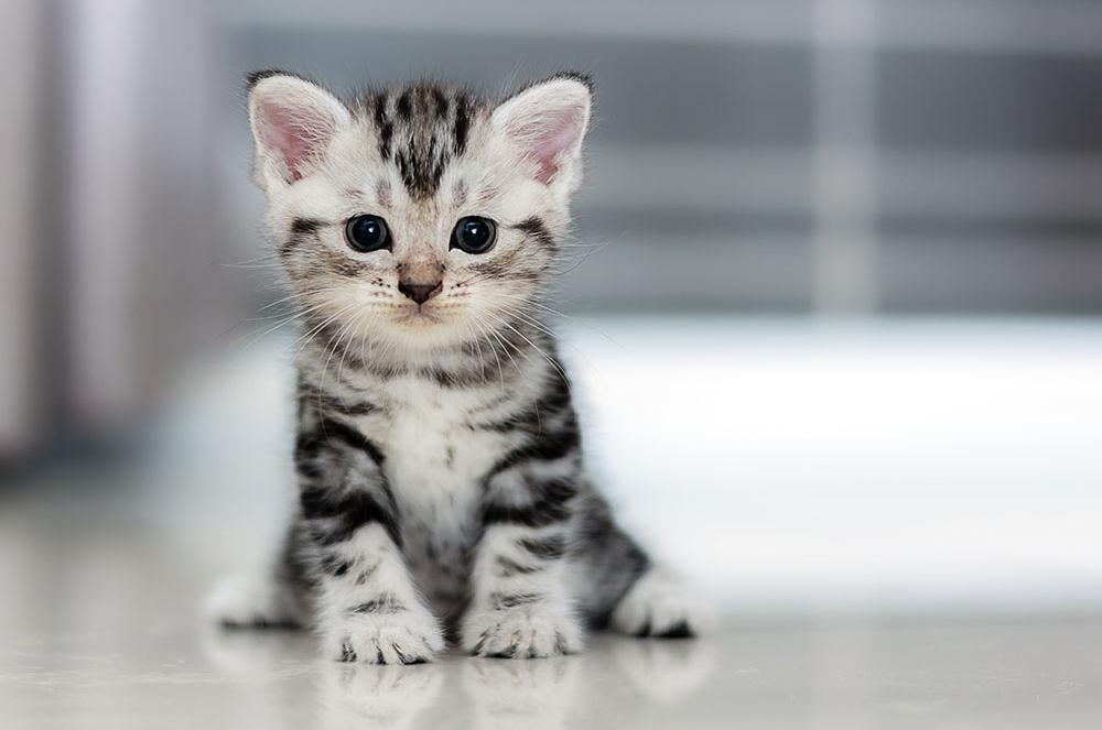 v2-17a7204a87f4f17ab05f0b0bc08b716f_1440w.jpg?source=172ae18b