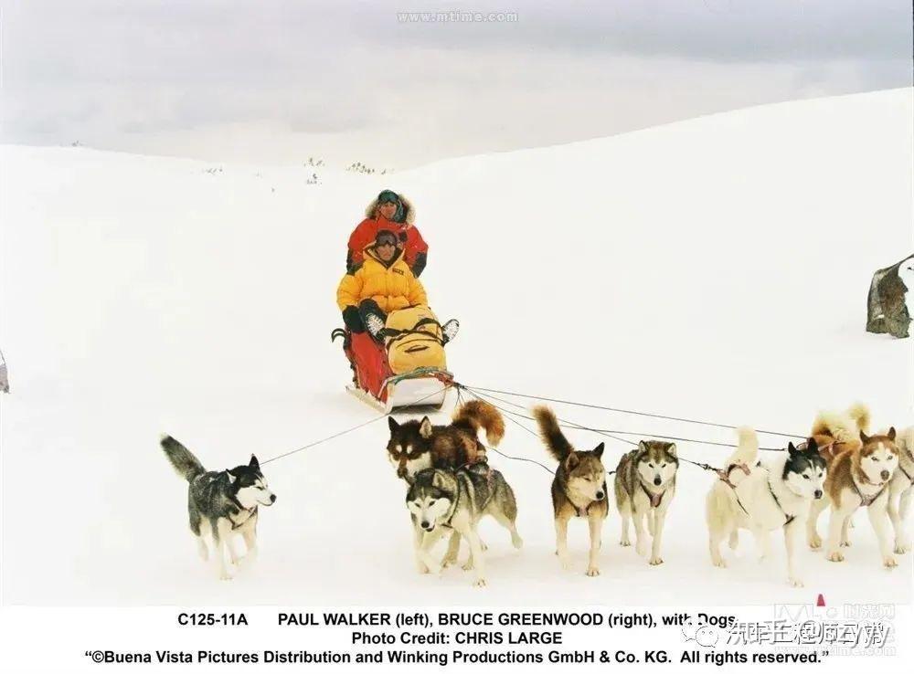 领头犬拉雪橇的电影图片