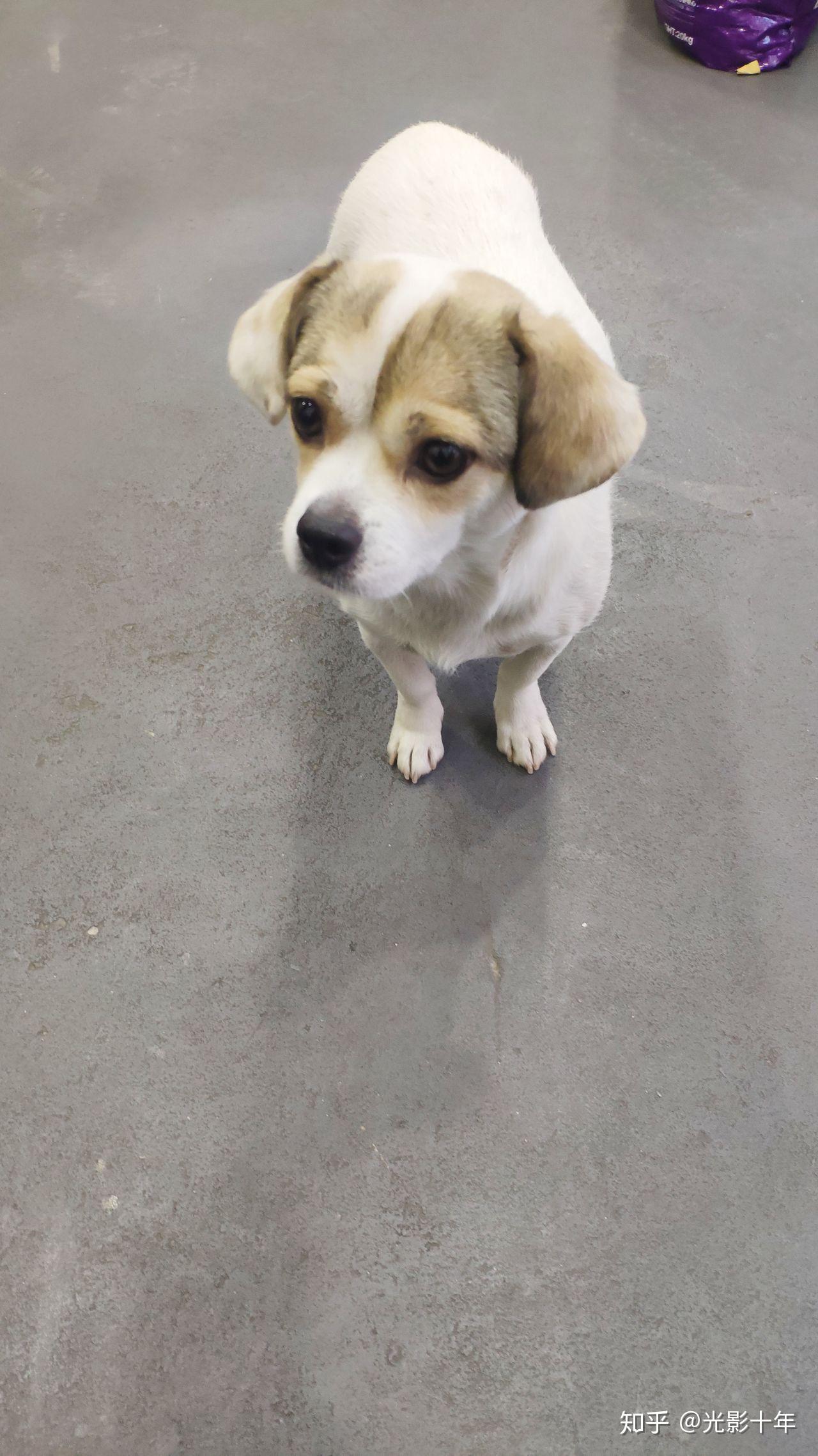 朋友在学校里面捡的一只白串串狗请问这是什么品种杂交的狗狗