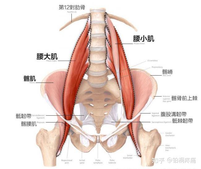 腰部的肌肉包裹着脆弱的腰椎,平常这些肌肉(如腰大肌,腰方肌,腰小肌