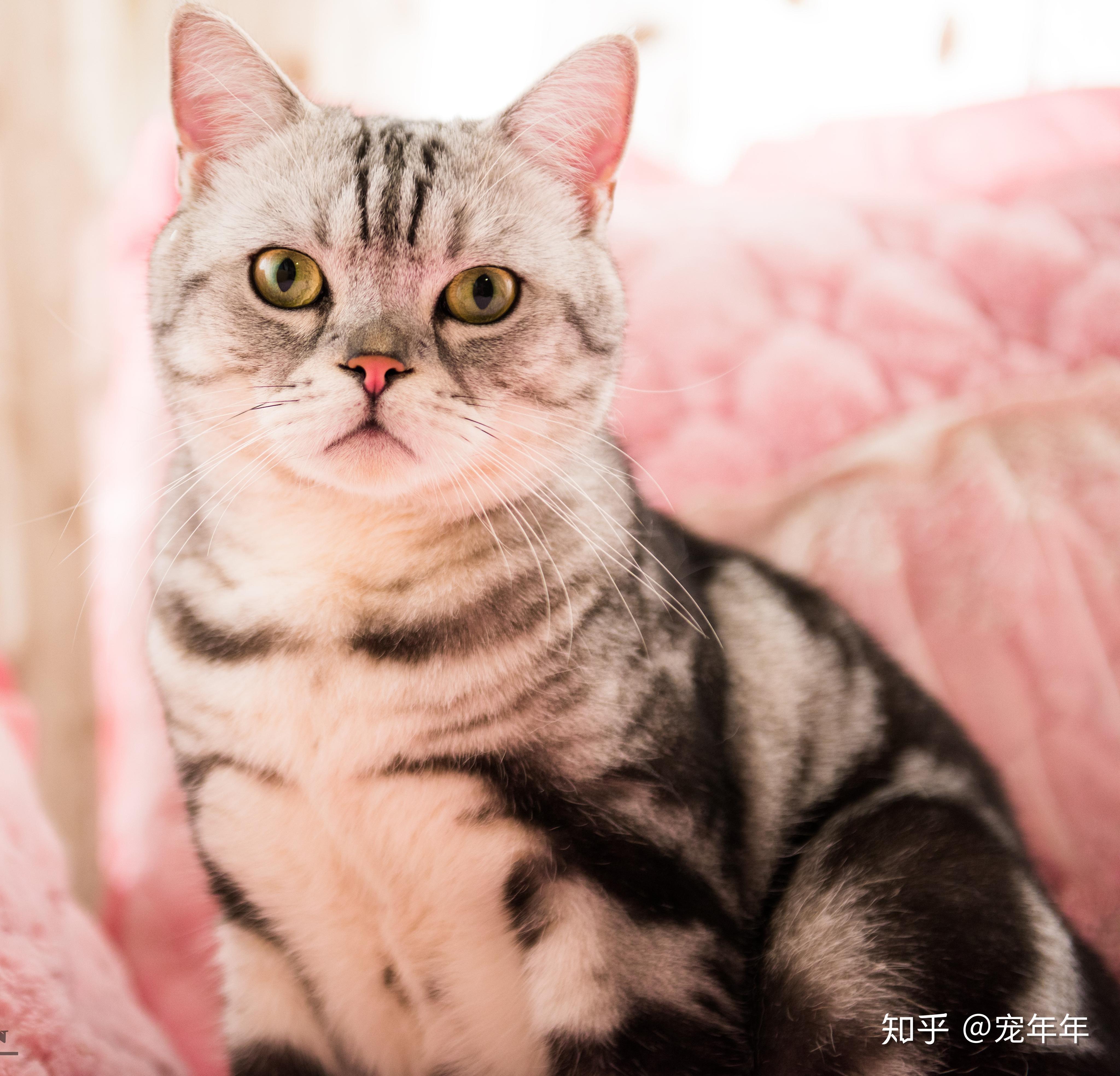 传闻,在17世纪,美短的祖先跟随渔船,从欧洲漂洋过