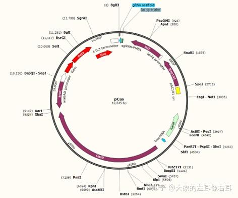 利用pCAS/pTargetF系统对大肠杆菌基因组进行基因编辑(以敲除endA基因为例） - 知乎