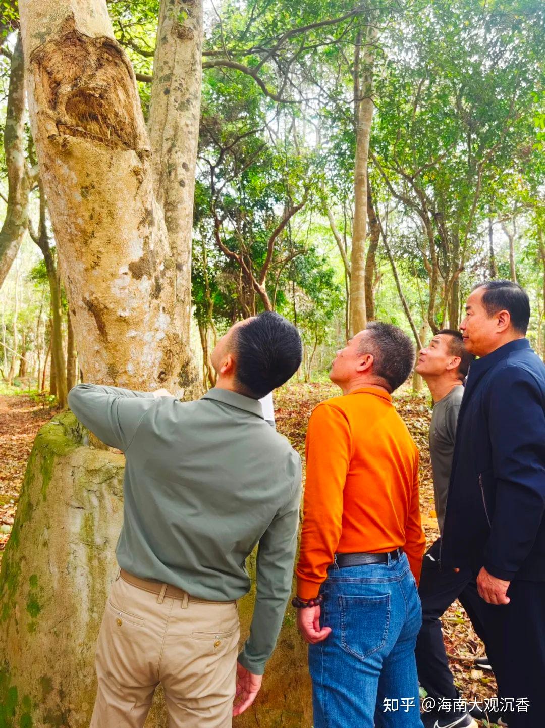 据了解,美巢村种植有多片小面积的沉香林,有上百年的白木香,也有易