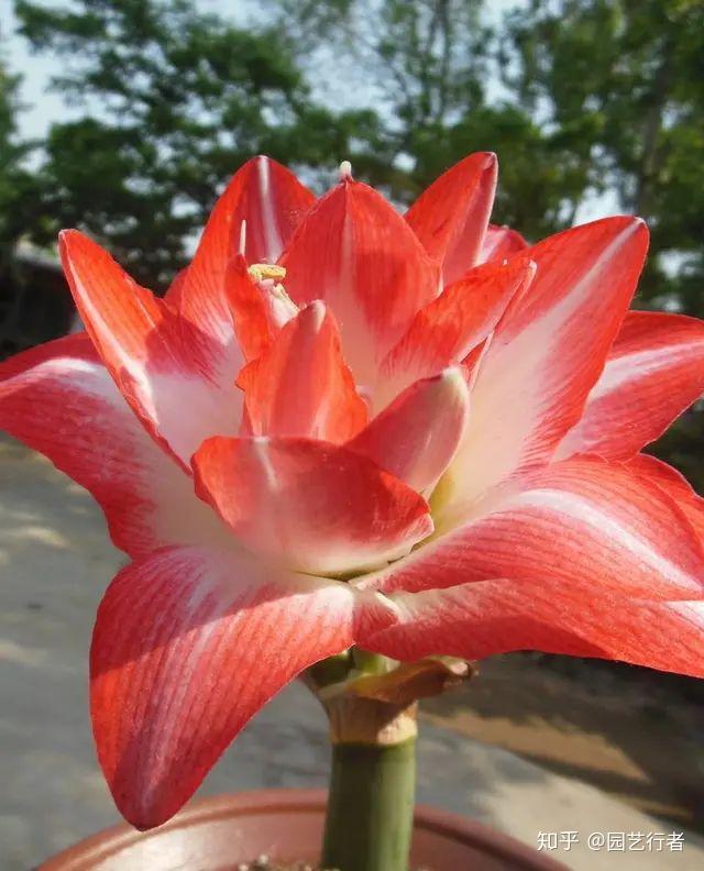 喜欢对兰朱顶红吗如此栽培必能鲜花烂漫馨香久远