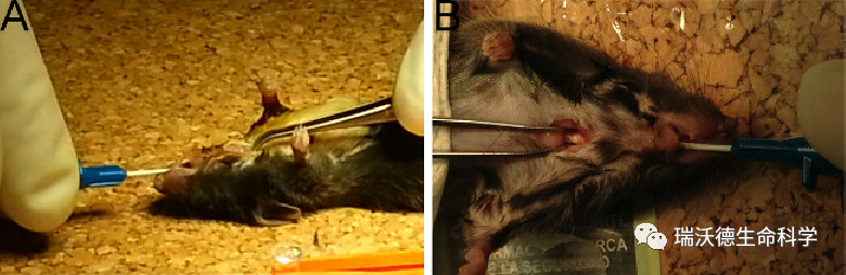 大小鼠气管插管不好做可能是你的方式不对