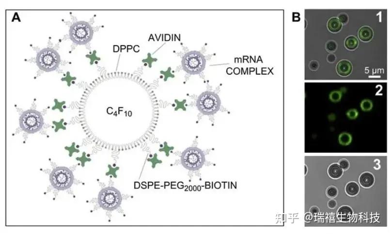 ho-peg1-2-3-3-4-4-5-10k-biotin