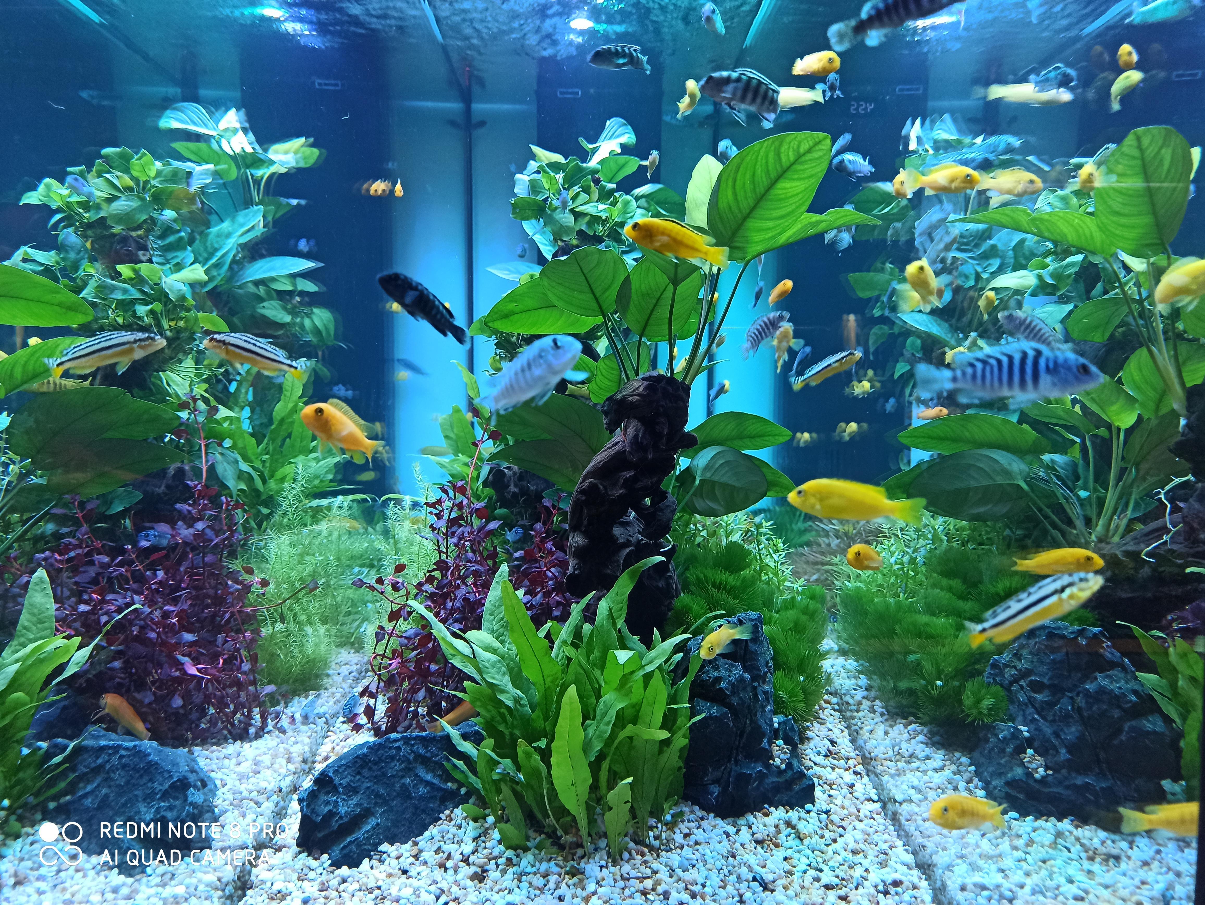 鱼缸养草好处多,选水草这5点很重要,很多朋友却忽视了 - 知乎