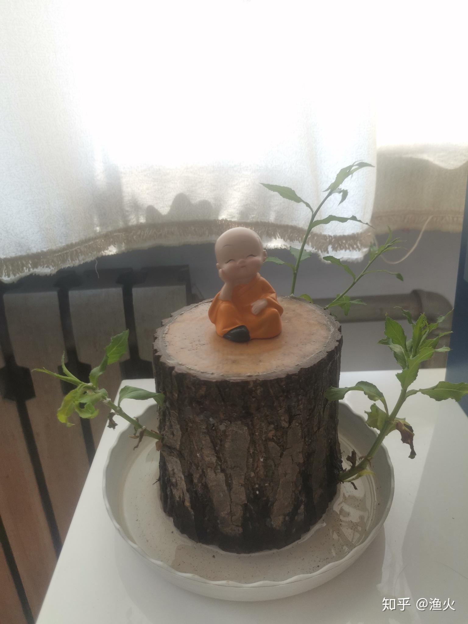 2021考研党蹲一个幸运木伪巴西木实为小柳树墩子