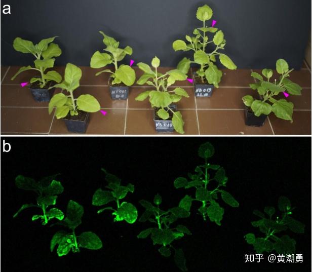 植株发光的动态变化【视频1】转基因烟草从植被到开花的时间推移成像0