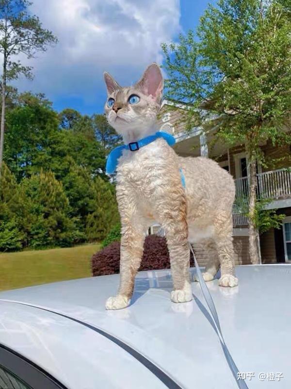 尊贵的“猫中精灵”—德文卷毛猫!~科普 - 知乎