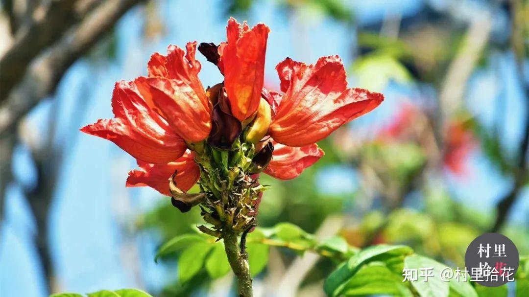 「火焰树」花开如其名，结种像杀鱼！ - 知乎