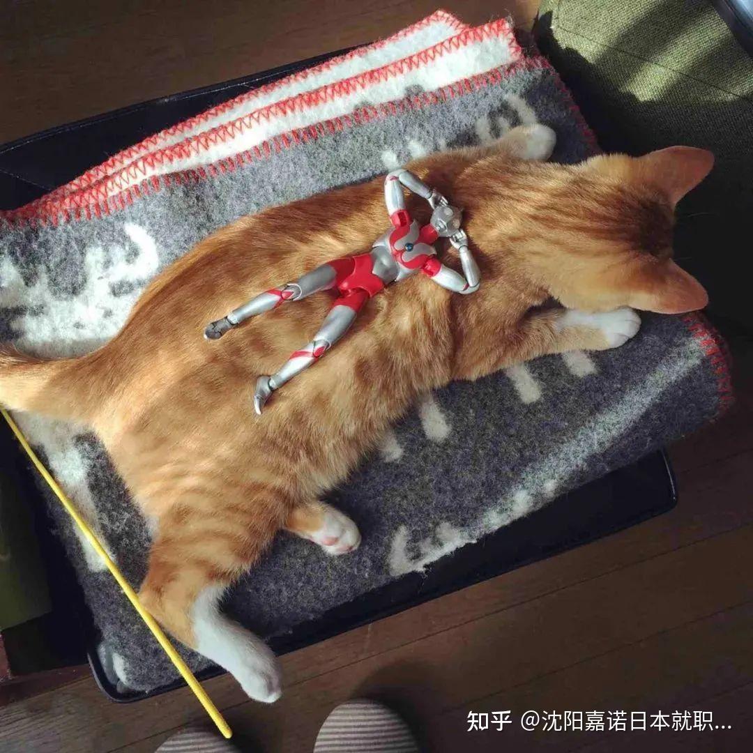 小猫拿着奥特曼的图片图片