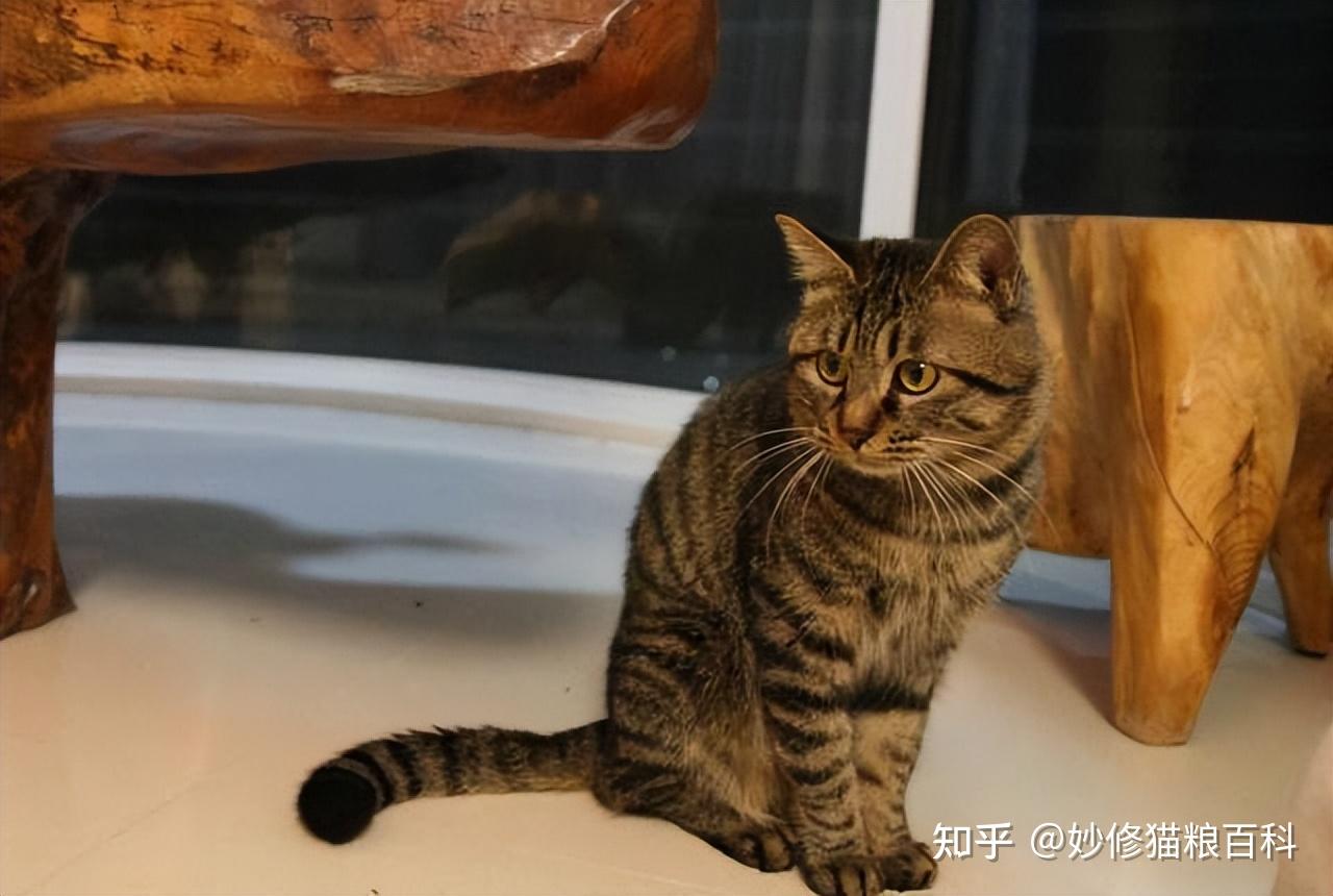 寿命:11-15年价格:0-100弃养原因:狸花猫数量比较多,随处可见,显得