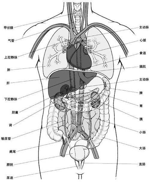 人的內臟位置圖五臟六腑位置圖附五行五臟六腑相生相剋順口溜