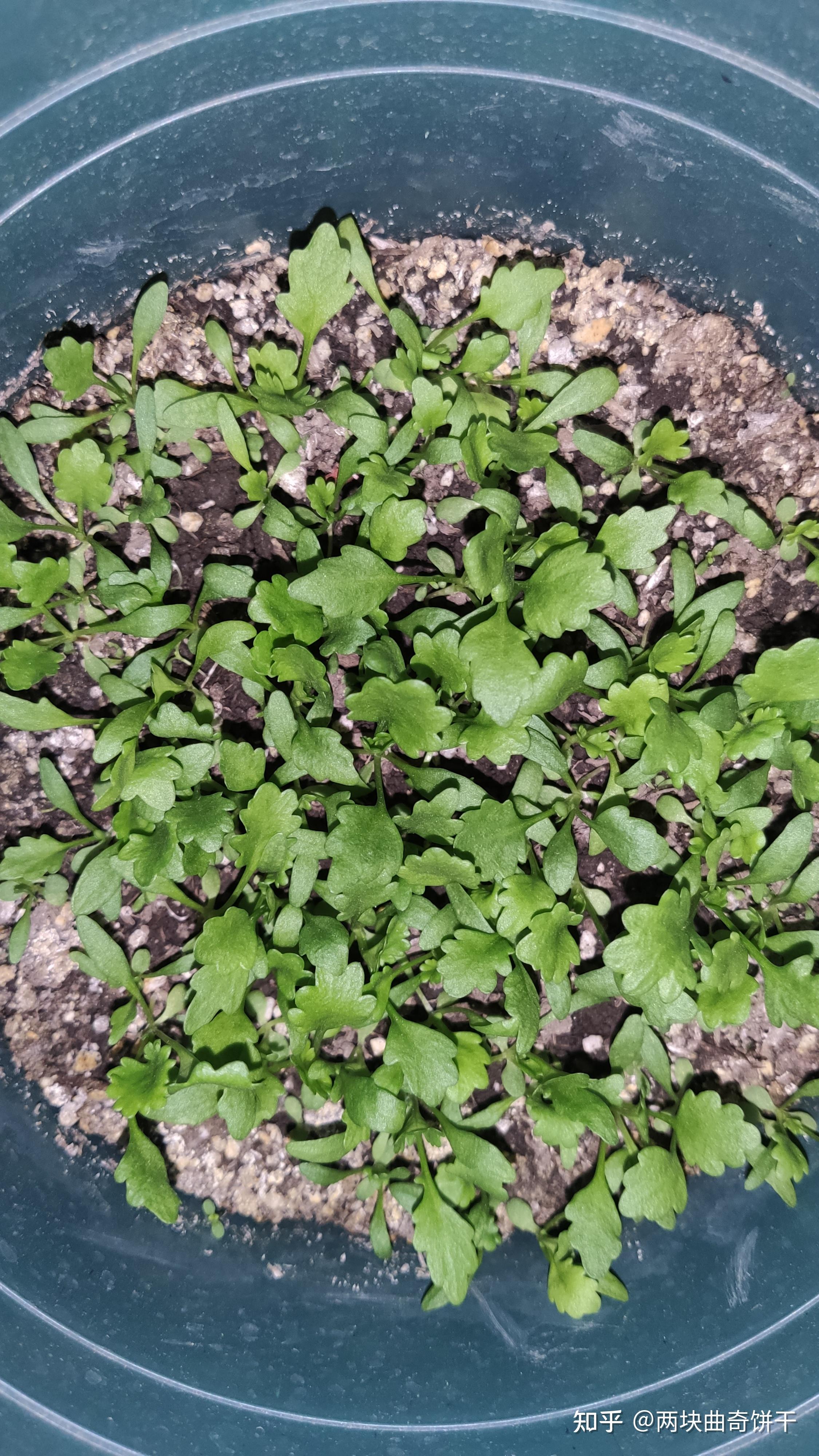 洋甘菊种植记录（已完结） - 知乎