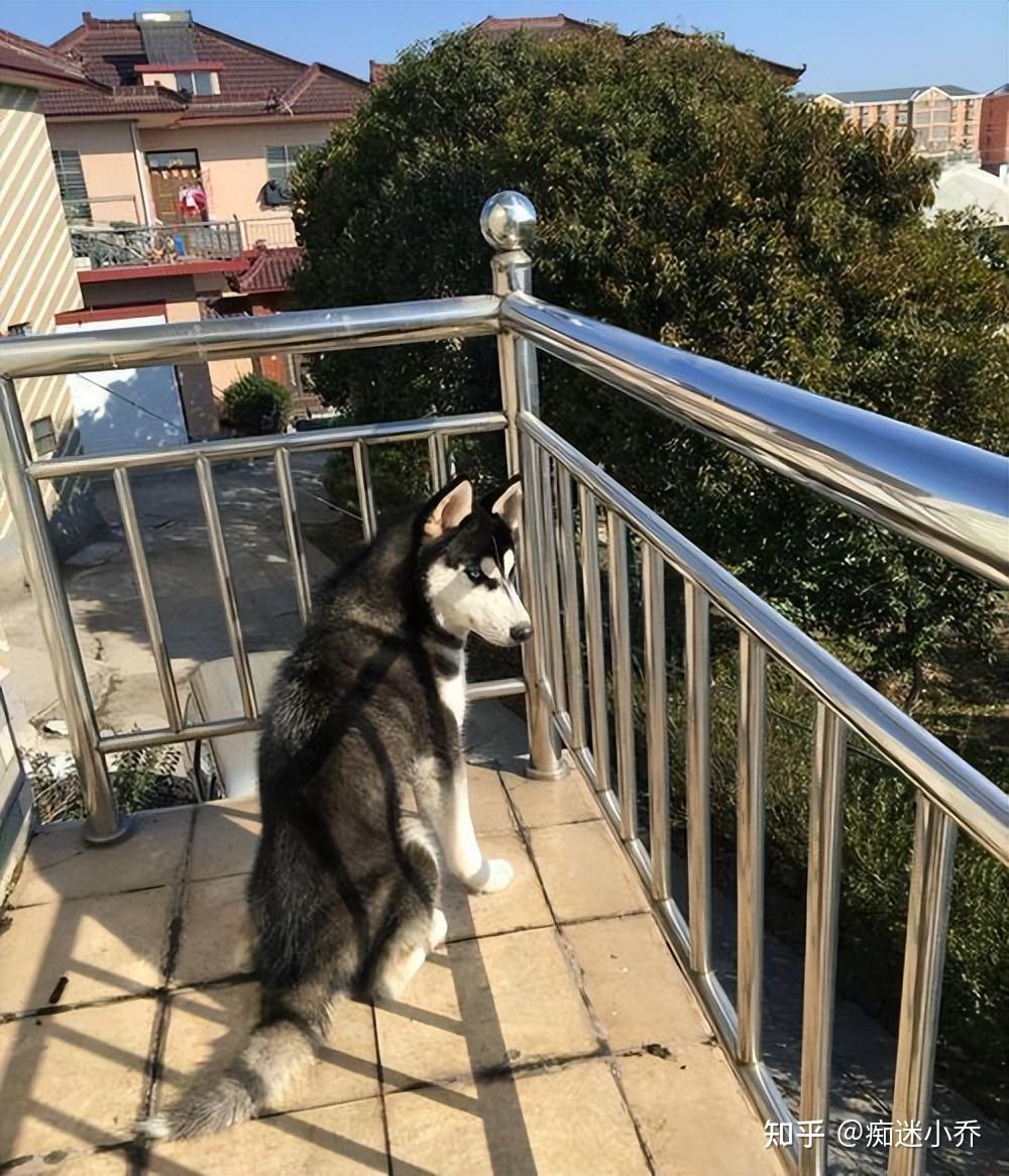 在阳台上养狗