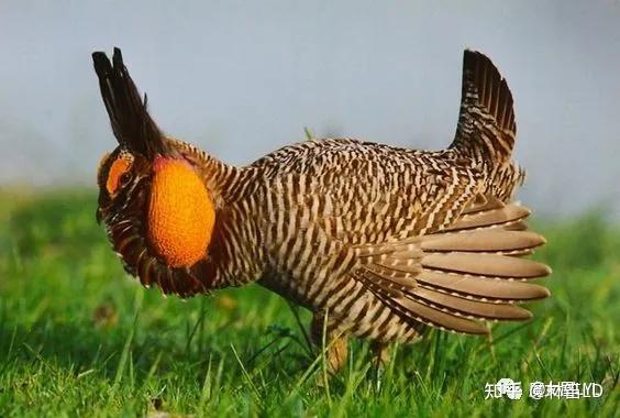 想要变成兔子的草原鸡——来了解一下松鸡们! - 知乎