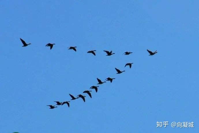 早在1935年,日本学者赤松要提出了著名的雁行理论,指某一产业,在不同