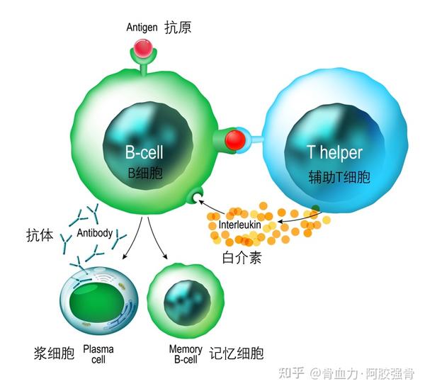 B细胞的眼睛——B细胞受体 - 知乎