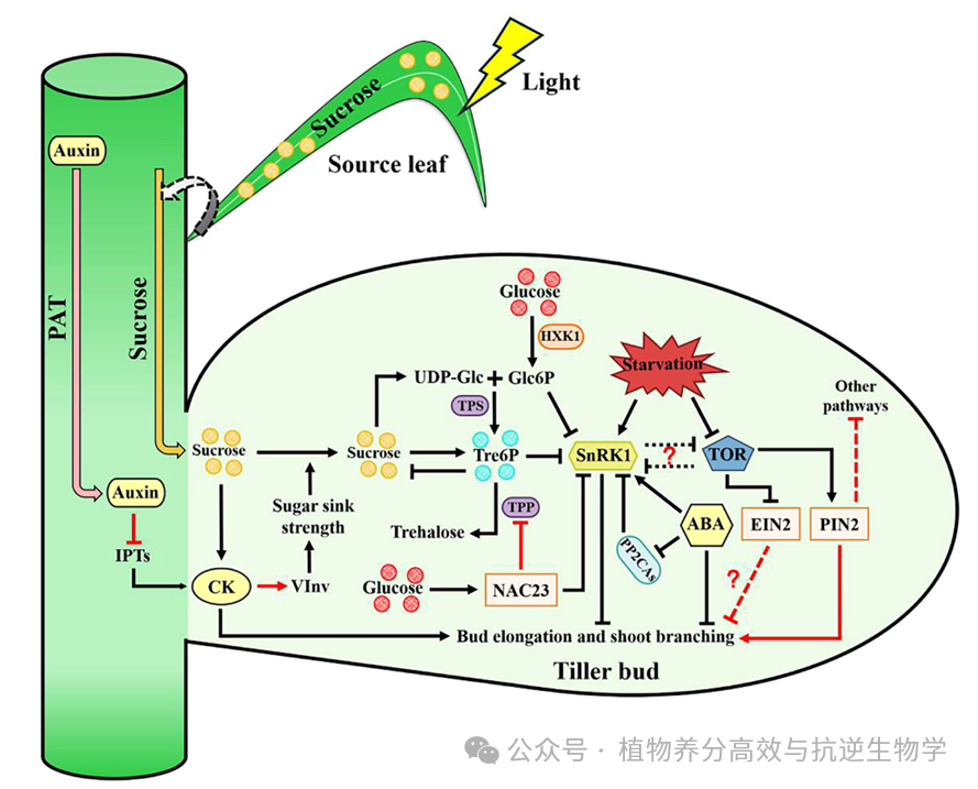 【Plant Cell Environ.】糖不仅是能量,更是关键信号分子,研究综述其整合内外信号、调控分枝过程 - 知乎