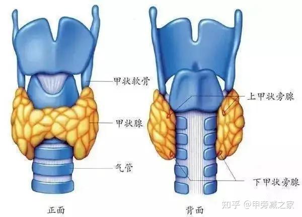 了解内分泌激素：甲状旁腺激素 知乎 